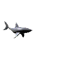 Shark!